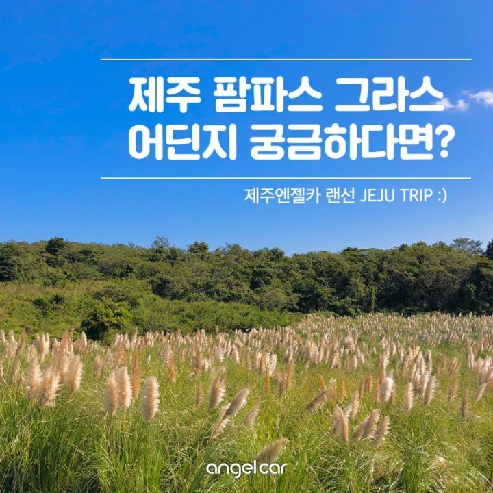 제주 팜파스그라스를 찾는다면? (+내비게이션 주소 공유)