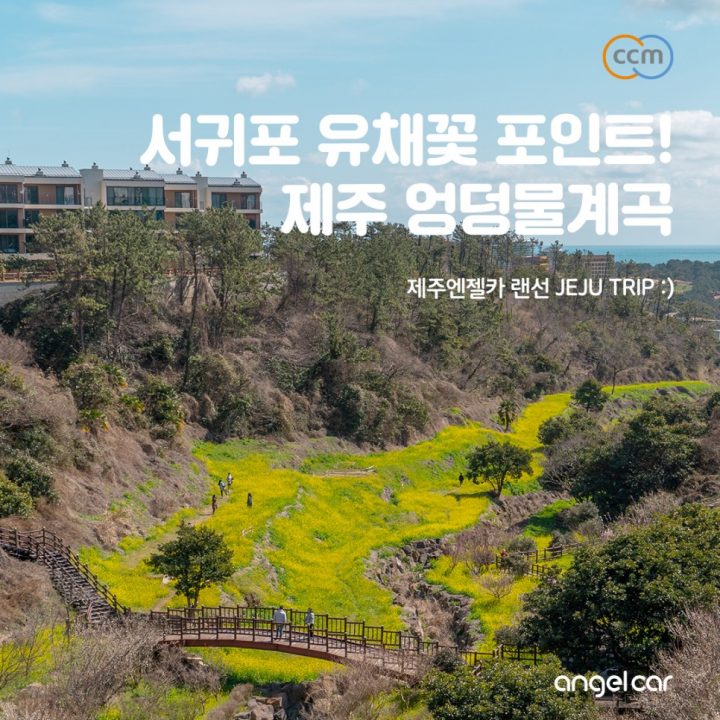 서귀포 유채꽃 어디서 볼까? 엉덩물계곡 만개 현황!