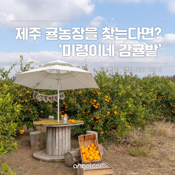 귤 따기 체험+택배 모두 가능한 제주 귤농장 '미령이네'