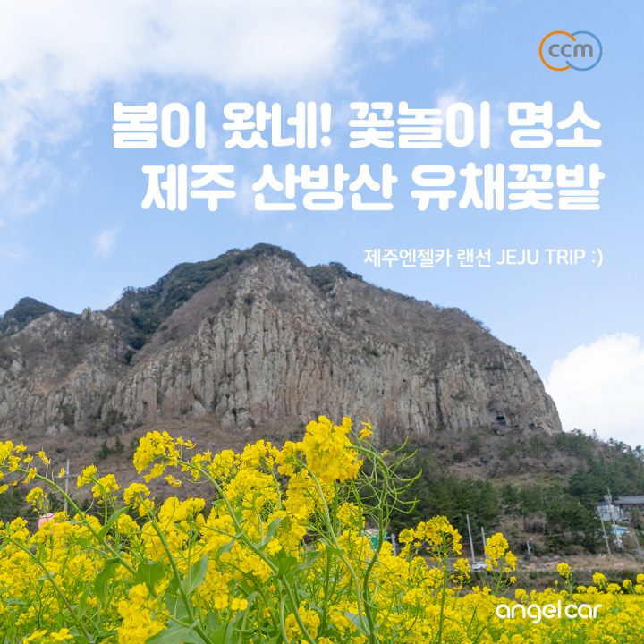 2월 제주 가볼만한곳 :: 매년 실패 없는 산방산 유채꽃밭