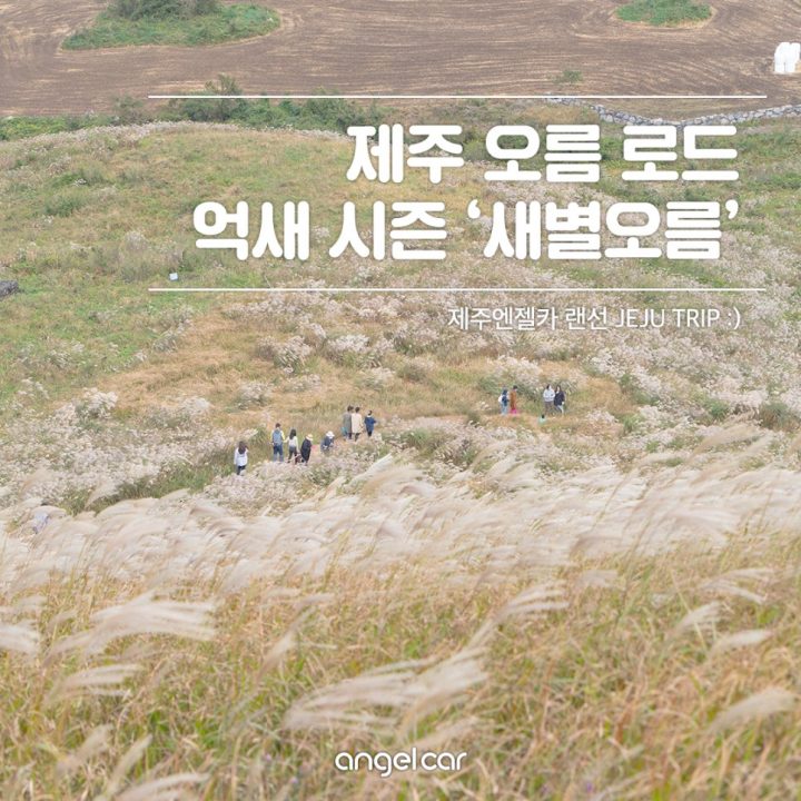 제주 억새 명소 :: 지금부터 시즌 시작 '새별오름'