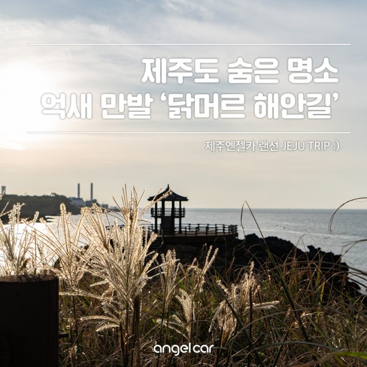 제주도 숨은 명소, 억새 만발한 '닭머르해안길'