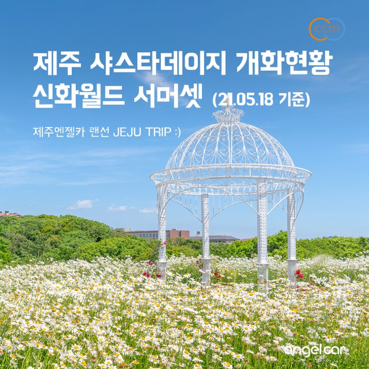 신화월드 서머셋 샤스타데이지 + 산방산 양귀비 + 수레국화(21.05.18 현황)