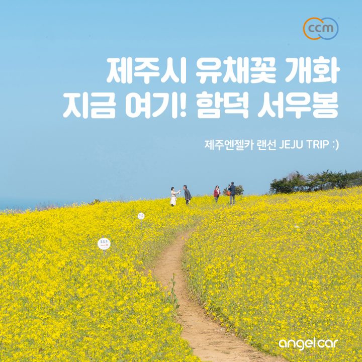 함덕 서우봉 유채꽃, 지금 개화 상황 (2021.03.10)
