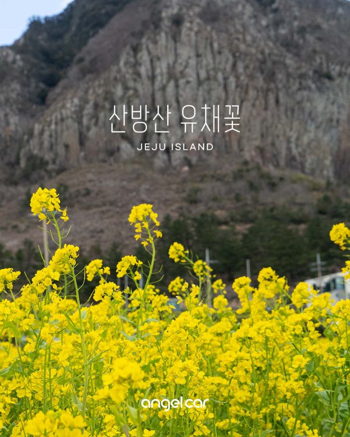 서귀포 유채꽃 포인트 :: 산방산 주변 모두 활짝 피었어요~