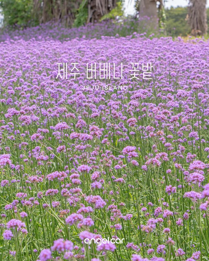 제주공항 근처 가볼만한곳 :: 이호테우해변 버베나 꽃밭 (22.06.27)