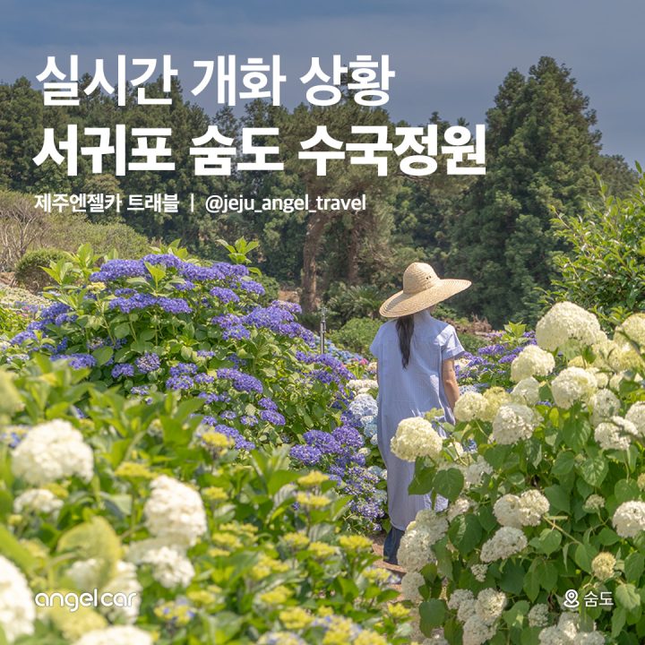 지금 가야하는 수국 명소! 숨도