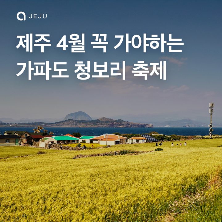 가파도 청보리 축제정보 총정리!