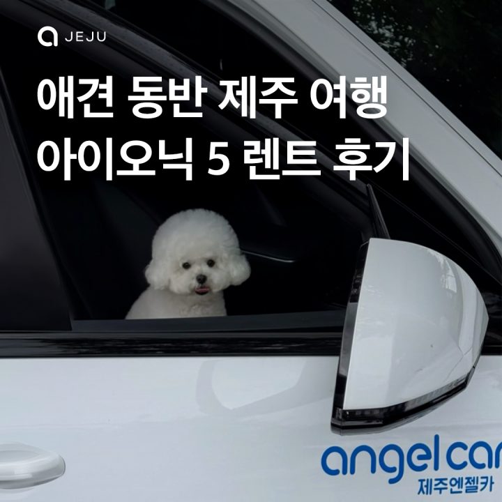강아지랑 제주 여행? 이거지~