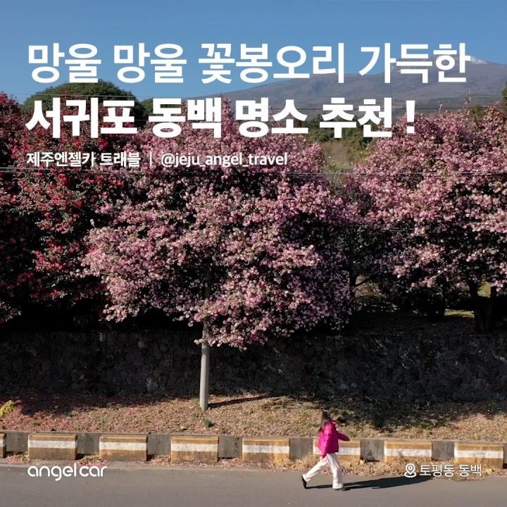 서귀포 동백 명소 추천 !