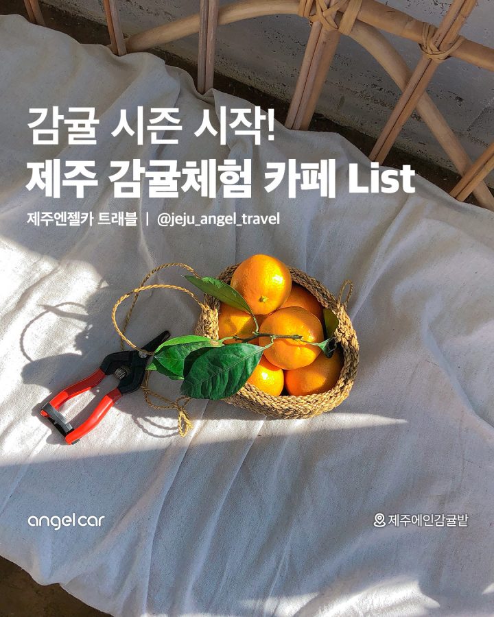 감귤 체험 카페 모음!