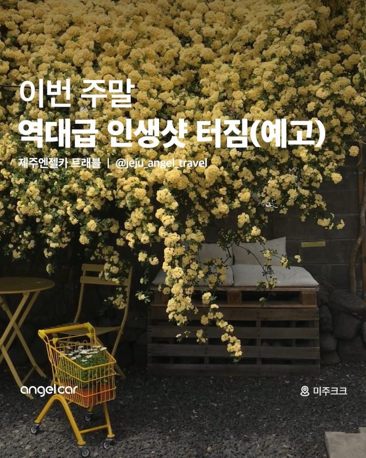 제주 목향장미 카페(곧 터짐)