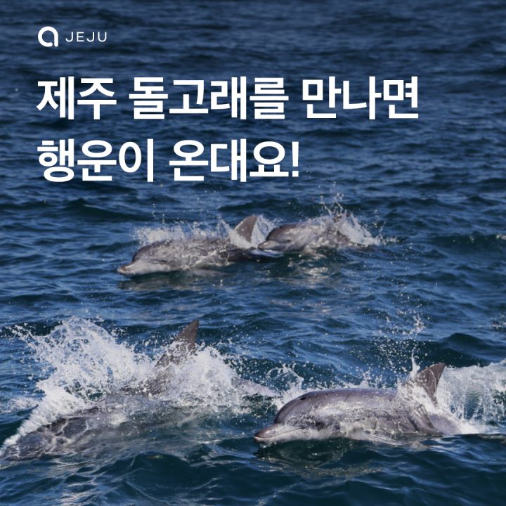 돌고래힐링투어 할인받는법