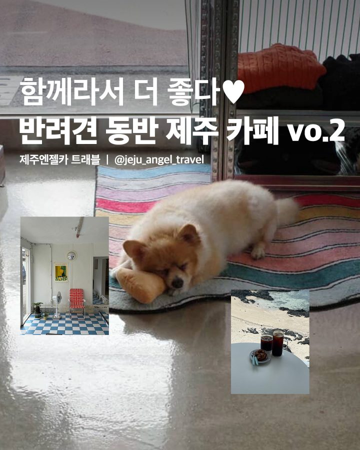 반려동물 동반 제주 감성 카페 모음 No.2