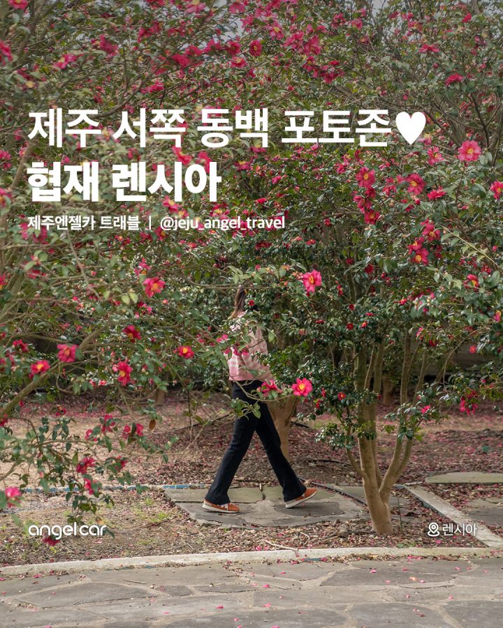 제주 서쪽 동백 포토존♥
