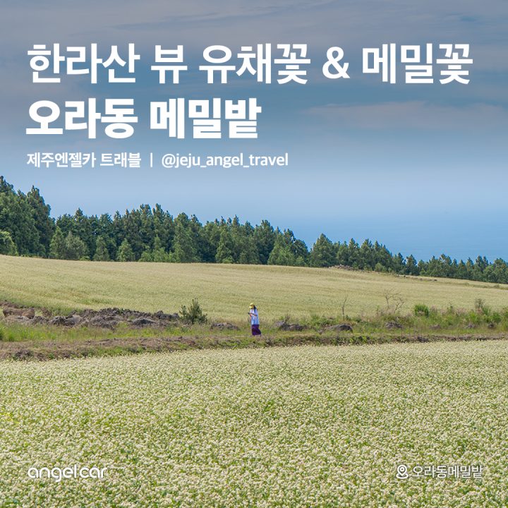 제주도 6월 여행코스! 오라동 메밀밭