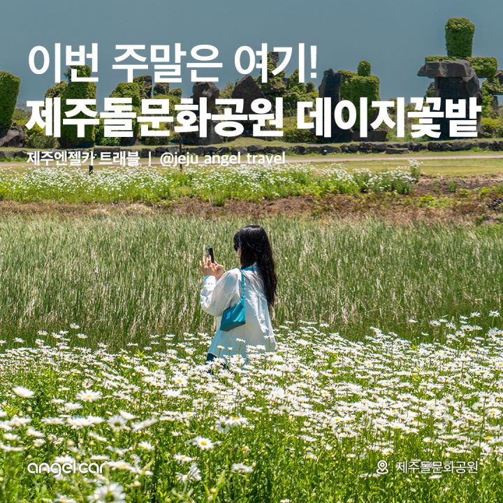 제주돌문화공원 데이지 꽃밭!