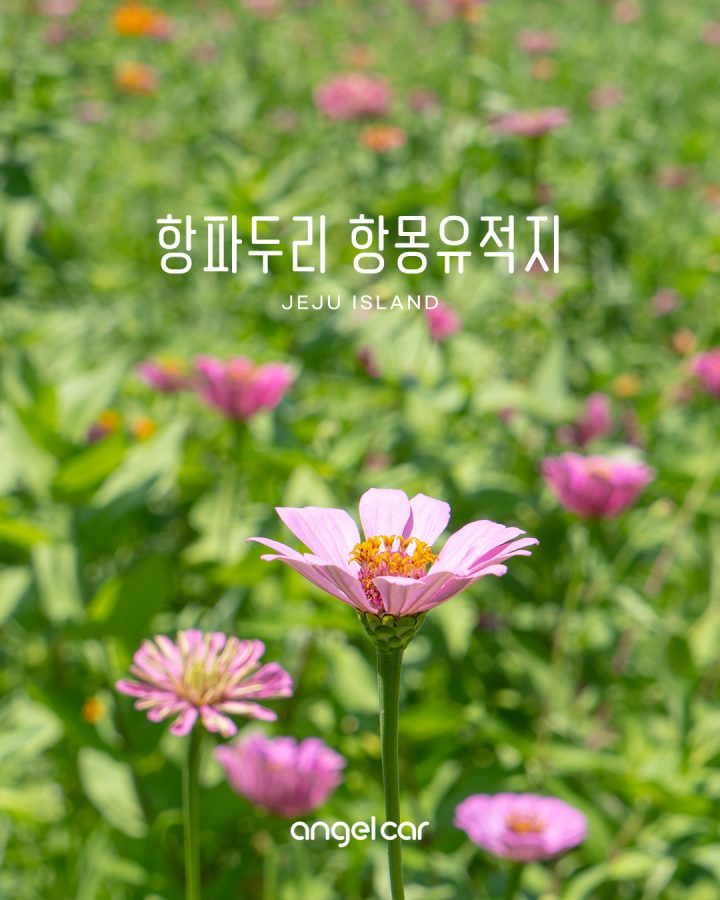 제주 서쪽 코스 항몽유적지 코스모스 꽃밭! 7/27 개화 현황 알려드려요:)