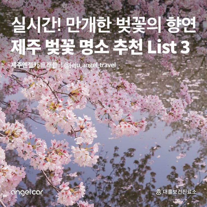 실시간! 이번 주말 가기 좋은 제주 벚꽃 명소 BEST 3