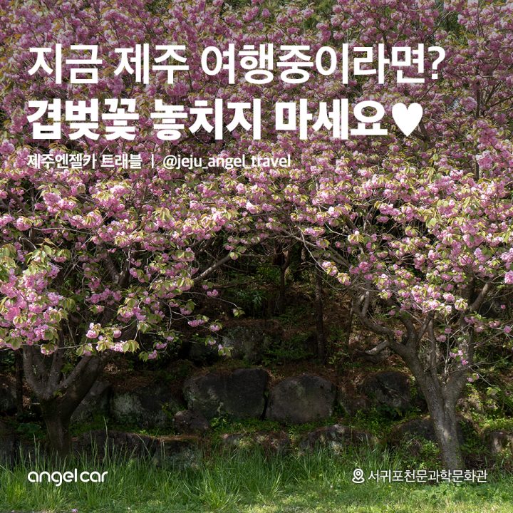 지금 제주 여행중이라면? 바로 출발!