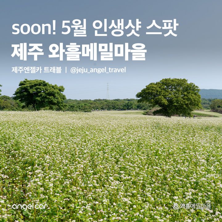 5월 인생샷 스팟, 제주와흘메밀마을