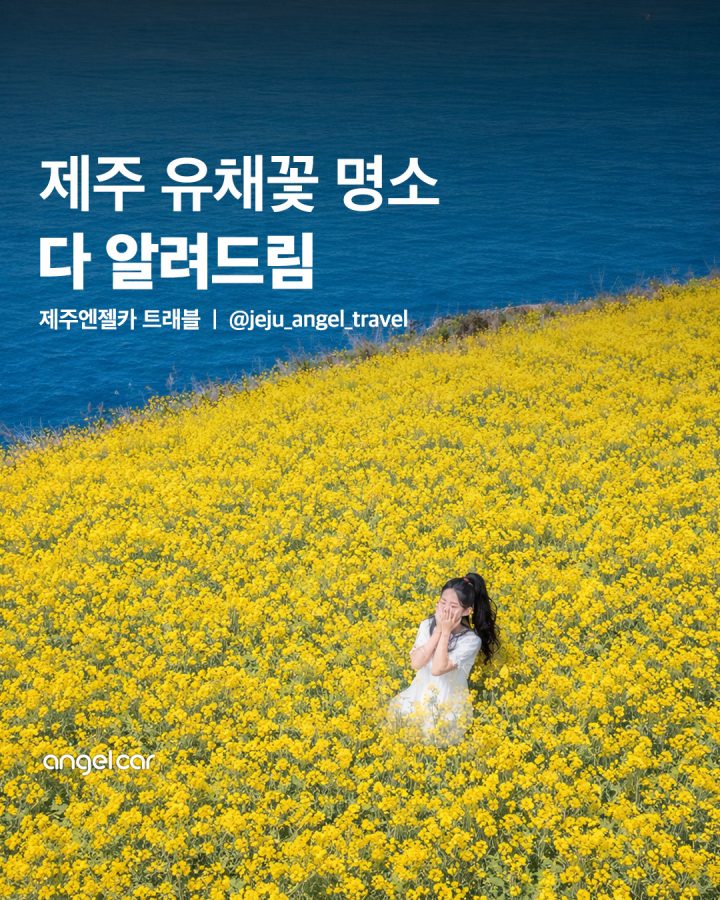 제주 유채꽃 명소 8