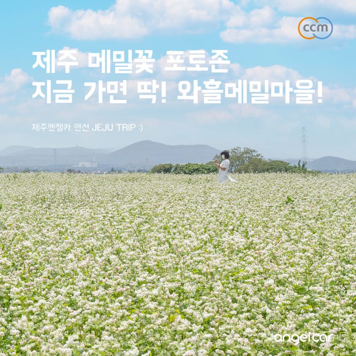 제주 동쪽 코스 :: 팝콘같은 메밀꽃이 한가득 '조천 와흘메밀마을'