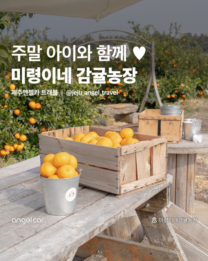 감귤 체험 코스 추천! 미령이네 감귤밭
