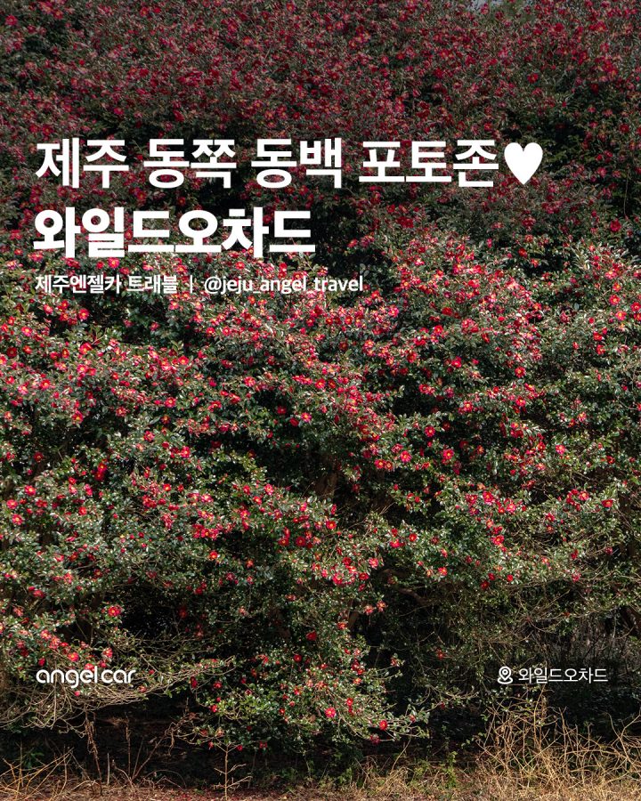 제주 동쪽 동백 포토존 와일드오차드