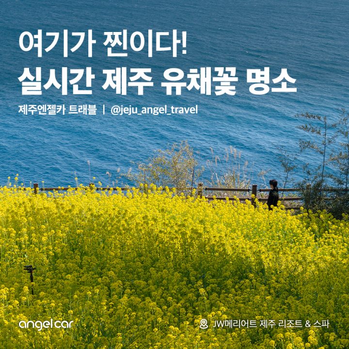 실시간 제주 유채꽃 명소 JW메리어트 제주 가든