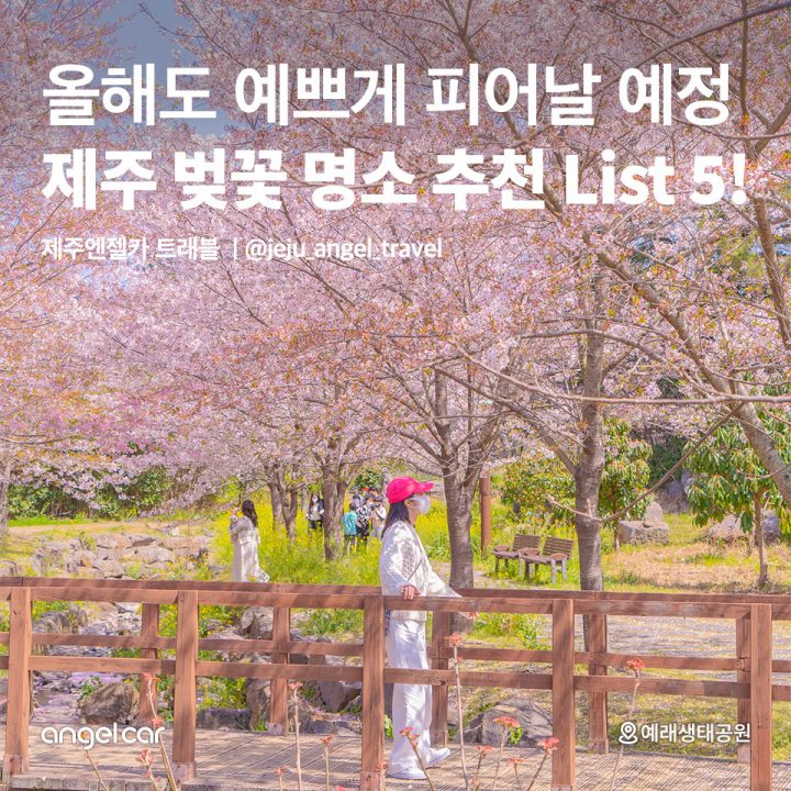 제주 벚꽃 명소 추천 List 5