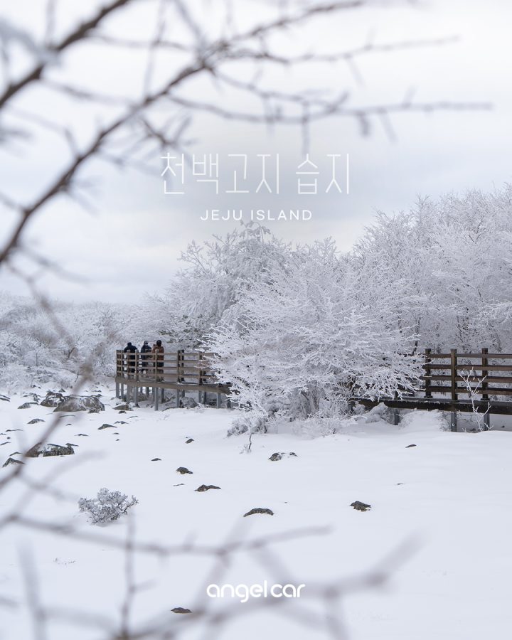 제주 눈 내리는 날 가볼만한곳 :: 1100고지 습지