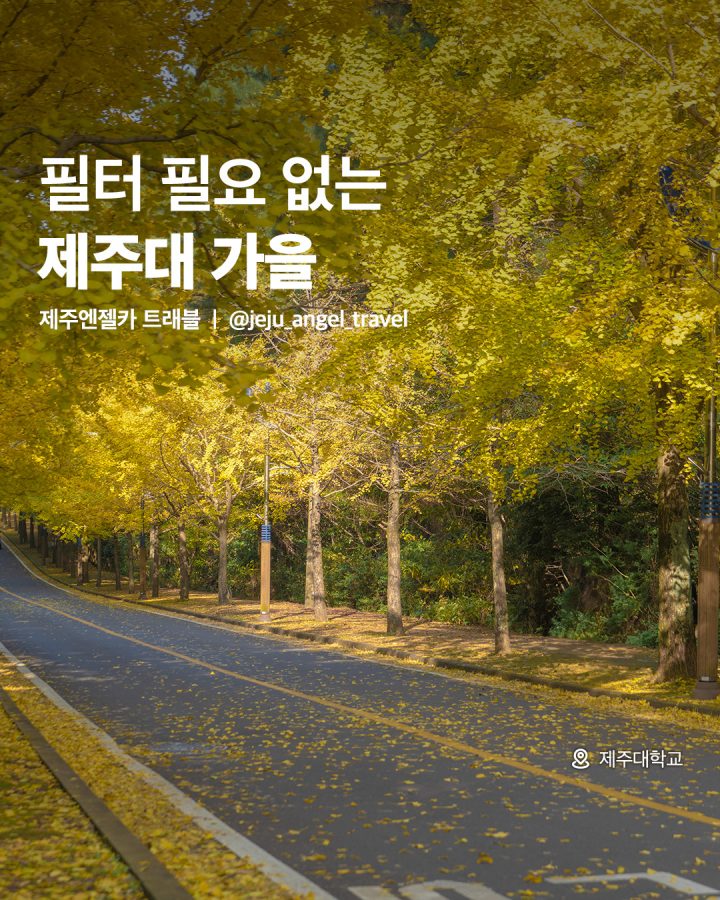 가을여행 명소! 제주도 노란 카페트♥