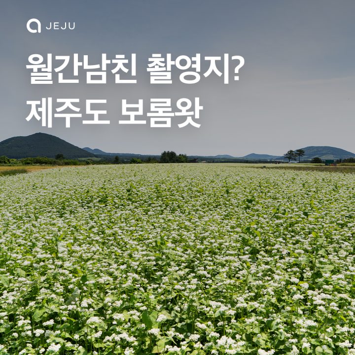 월간남친 촬영지 제주 보롬왓