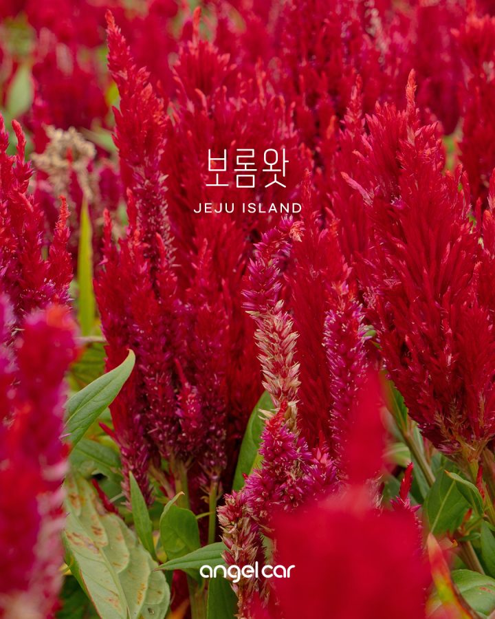 제주 보롬왓 지금은? 알록달록 맨드라미 가득해!