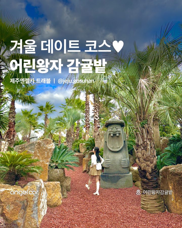 겨울 데이트 필수 코스! 어린왕자감귤밭