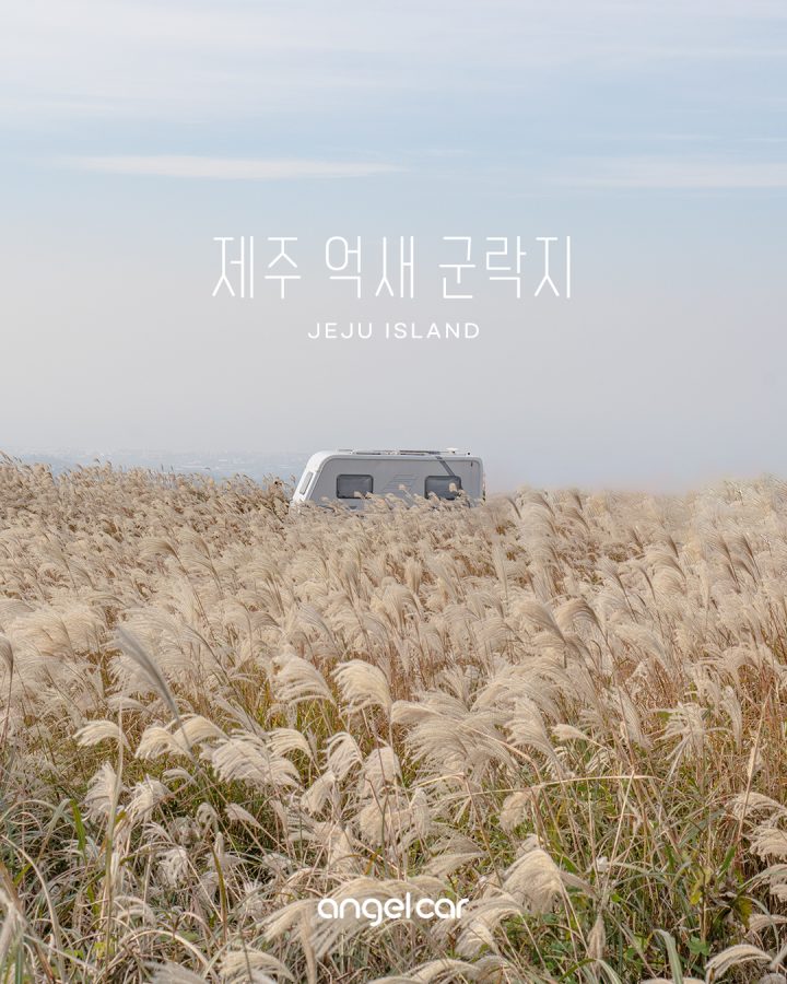 마지막 가을 억새! 여기로 ▶▶▶ 제주 어음리 산68-5