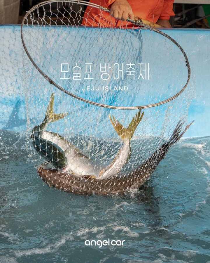 제주 모슬포 방어축제! 2021 드라이브스루 정보 체크!