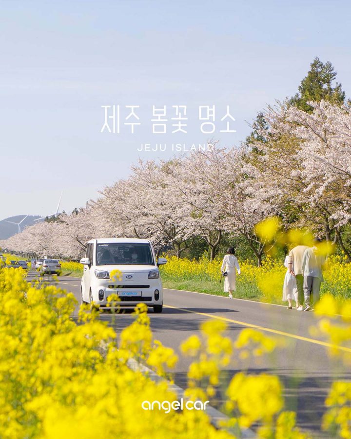 서귀포 유채꽃 포인트 :: 산방산 주변 모두 활짝 피었어요~