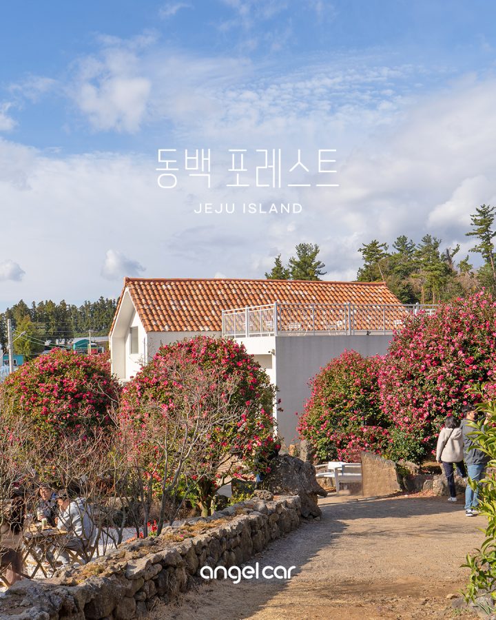 서귀포 동백 개화 상태 :: 동백 포레스트 (21.12.09 촬영)