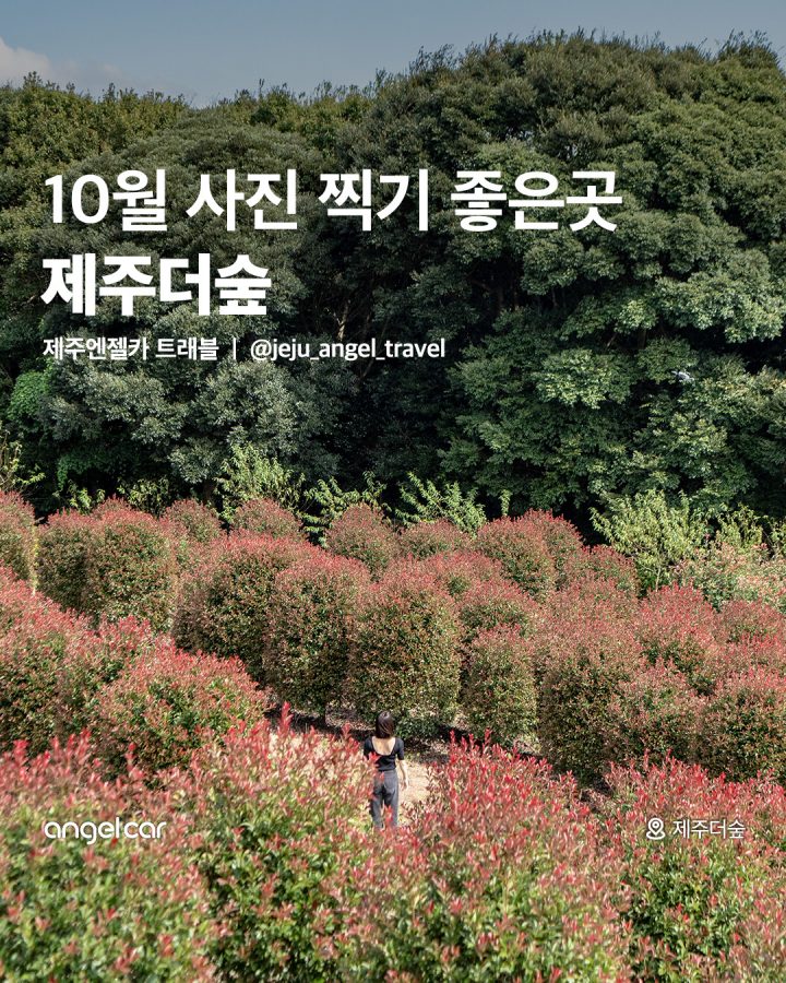 사진 찍기 좋은 곳, 제주더숲