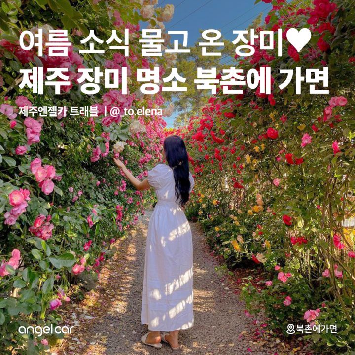제주 장미 명소 북촌에 가면