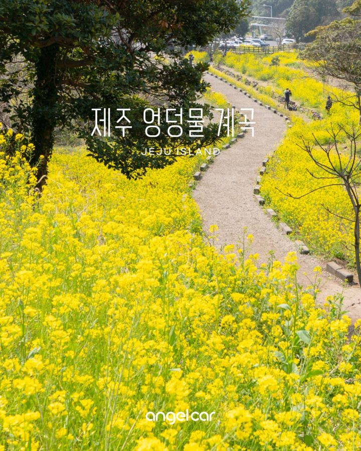 서귀포 엉덩물 계곡 :: 유채꽃 개화 현황 4월은 안녕! 내년에 만나!