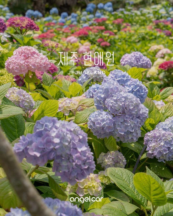 제주 동쪽 수국 포인트 :: 카페 이스틀리&현애원 개화 상태(22.06.08)