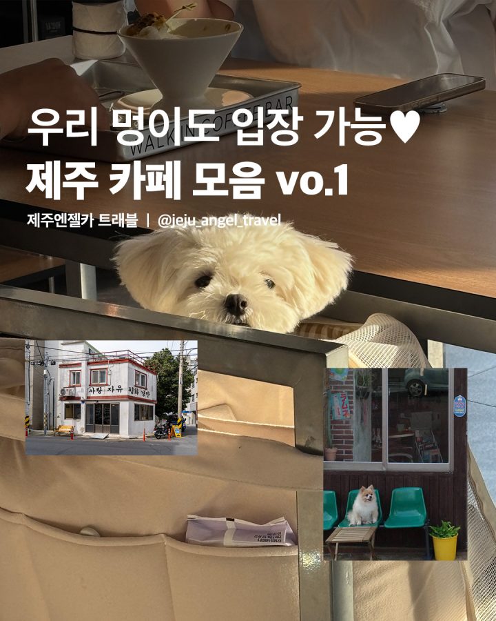 반려동물 동반 제주 감성 카페 모음 No.1