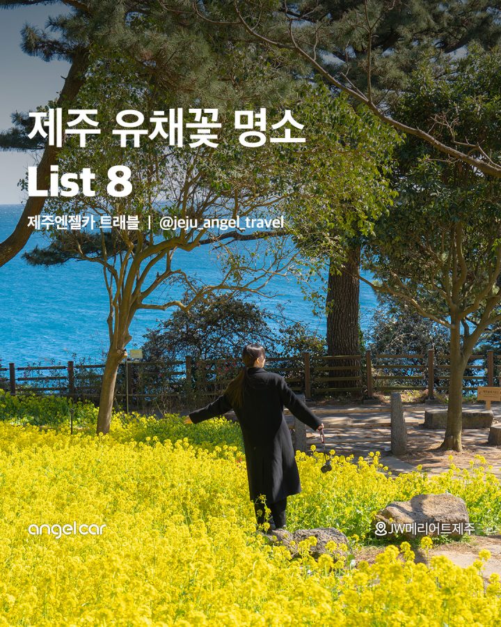 제주 유채꽃 명소 모아보기!