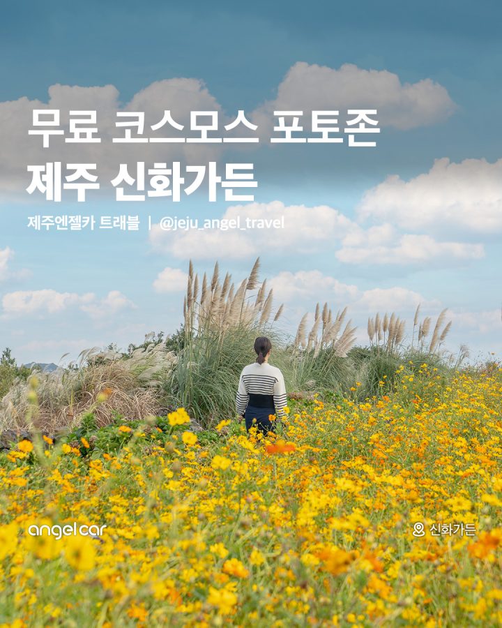 무료 코스모스 포토존!